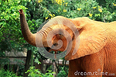 Elephant skin texture coated with red dry mud