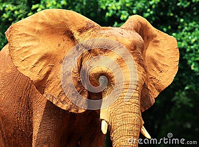 Elephant skin texture coated with red dry mud