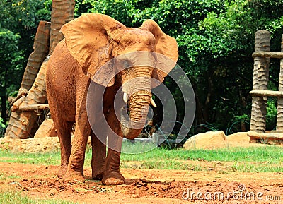 Elephant skin texture coated with red dry mud