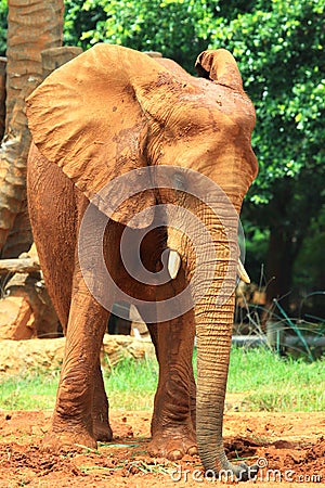 Elephant skin texture coated with red dry mud