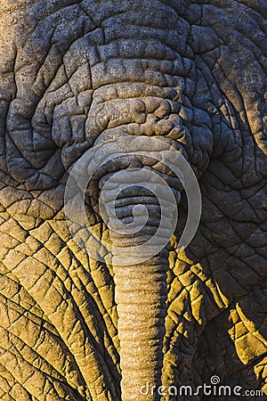 Elephant skin texture with tail 1