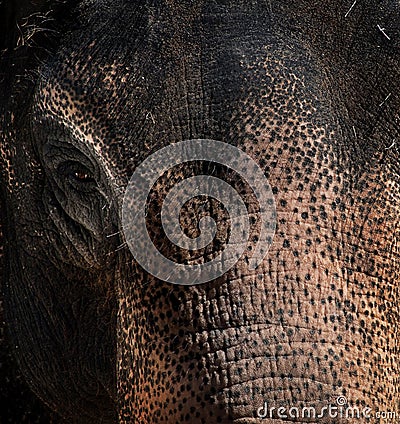 Elephant texture