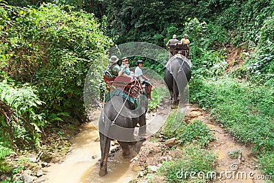 Elephant trekking in Khao Sok National Park