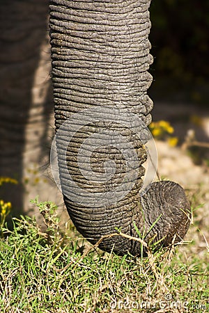 Elephant Trunk