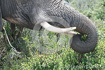 Elephant trunk and tusks