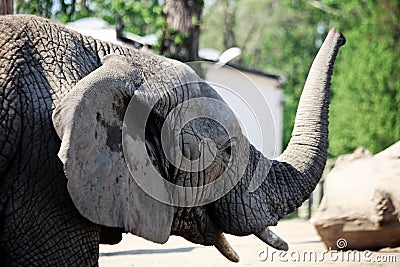 Elephant with trunk up