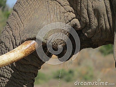 Elephant Tusk Closeup