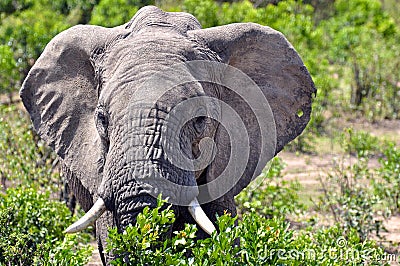 Elephant