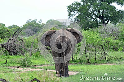 Elephant walking into bush