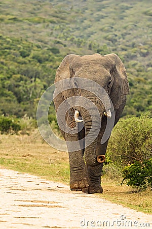 Elephant walking down a gravel road