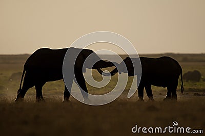 Two Elephants seen Backlit