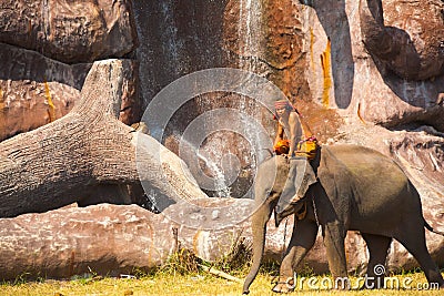 Elephant Walking Scenic Waterfall Cliff