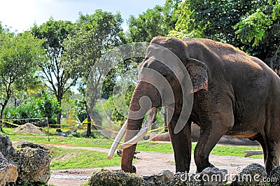Elephant walking in zoo