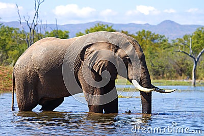 Elephant in the water