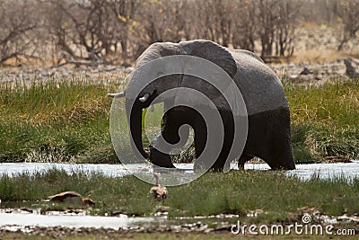 Elephant in water