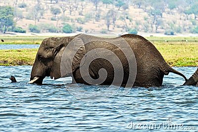 Elephant in water