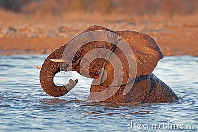 Elephant in water