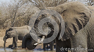 Elephant at waterhole