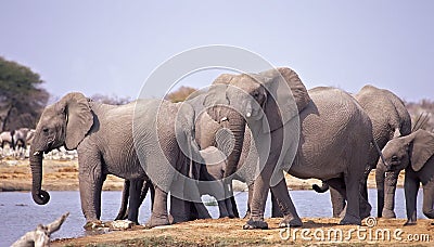 Elephants