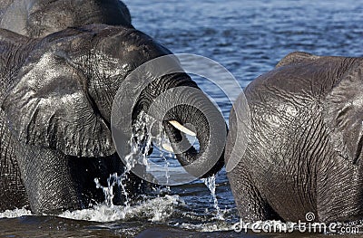 Elephants crossing a river in Botswana