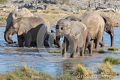 Elephants in Etosha