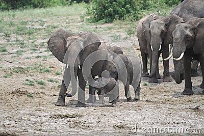 Elephants family