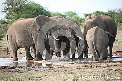 Elephants family