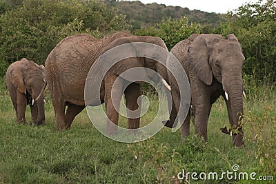 Elephants family, Masai Mara, Kenya