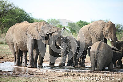 Elephants family taking bath