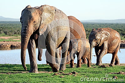 Elephants Family at Waterhole