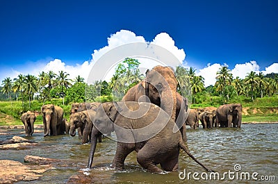 Elephants in the jungle