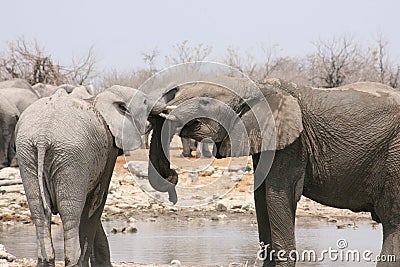 Elephants Making friends