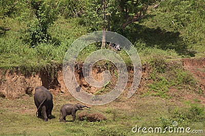 Elephants near mud bank