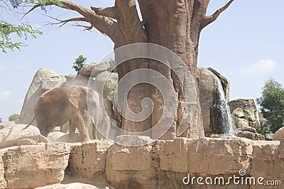 Elephants near an old tree