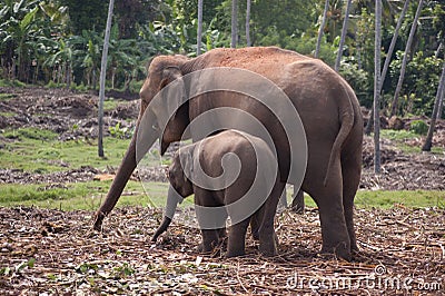 Elephants searching food