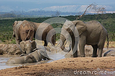 Elephants swim & spray mud