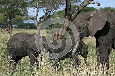 Elephants. Tanzania, Africa