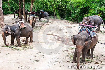 Elephants waiting to start the tours with tourists in Kanchanaburi, Thailand