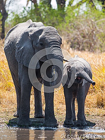 Elephants at water hole