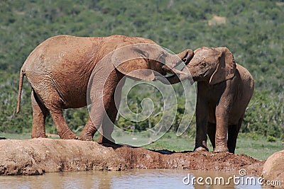 Elephants at a waterhole