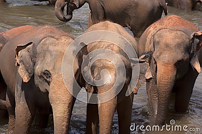 Elephants at watering hole