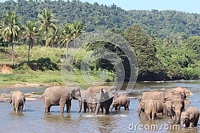 Elephants on a watering place