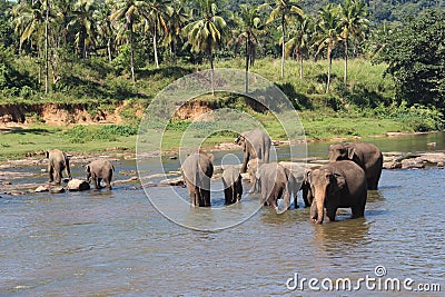 Elephants on a watering place