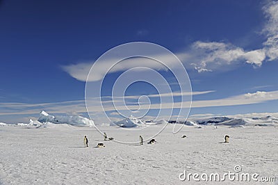 Emperor Penguin