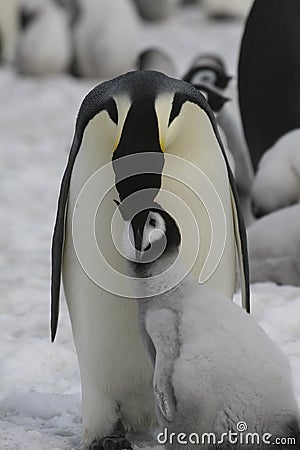 Emperor penguins