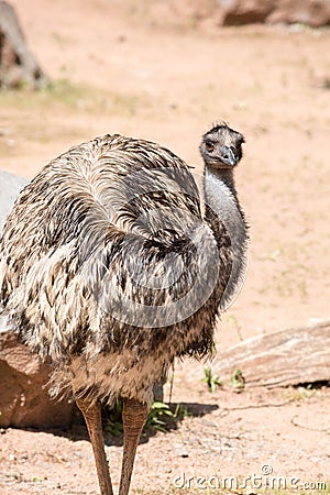 Emu (Dromaius novaehollandiae) is the largest bird native to Aus