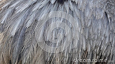 Emu Feathers