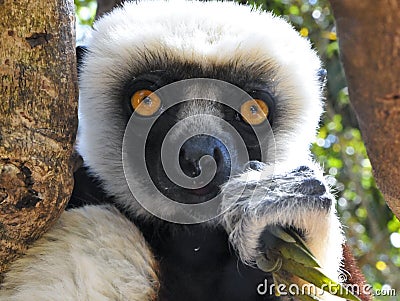 Endangered Coquerel s Sifaka Lemur (Propithecus coquereli)
