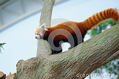 Endangered red panda