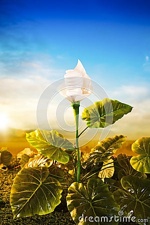 Energy concept, earth friendly light bulb plant